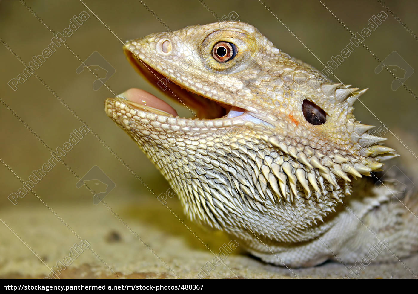 Bearded dragon - Pogona vitticeps - Stock Photo #480367