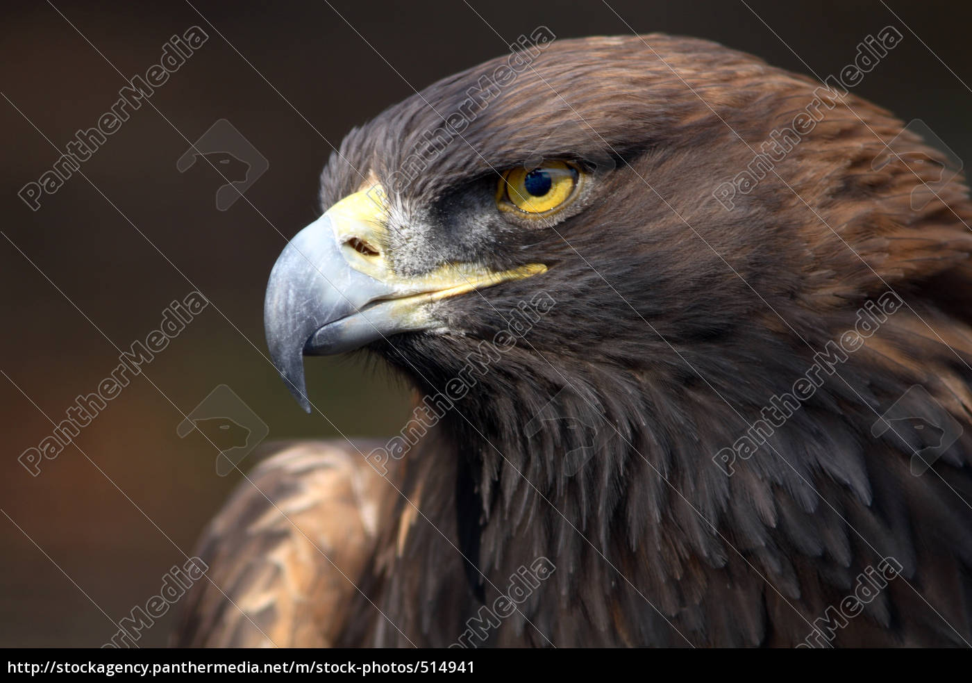 Royalty Free Image 514941 Golden Eagle