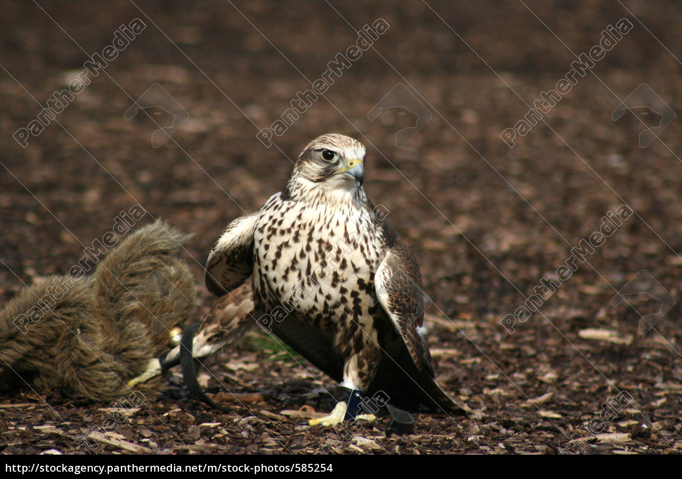 Stock Image 585254 Saker Falcon With Prey