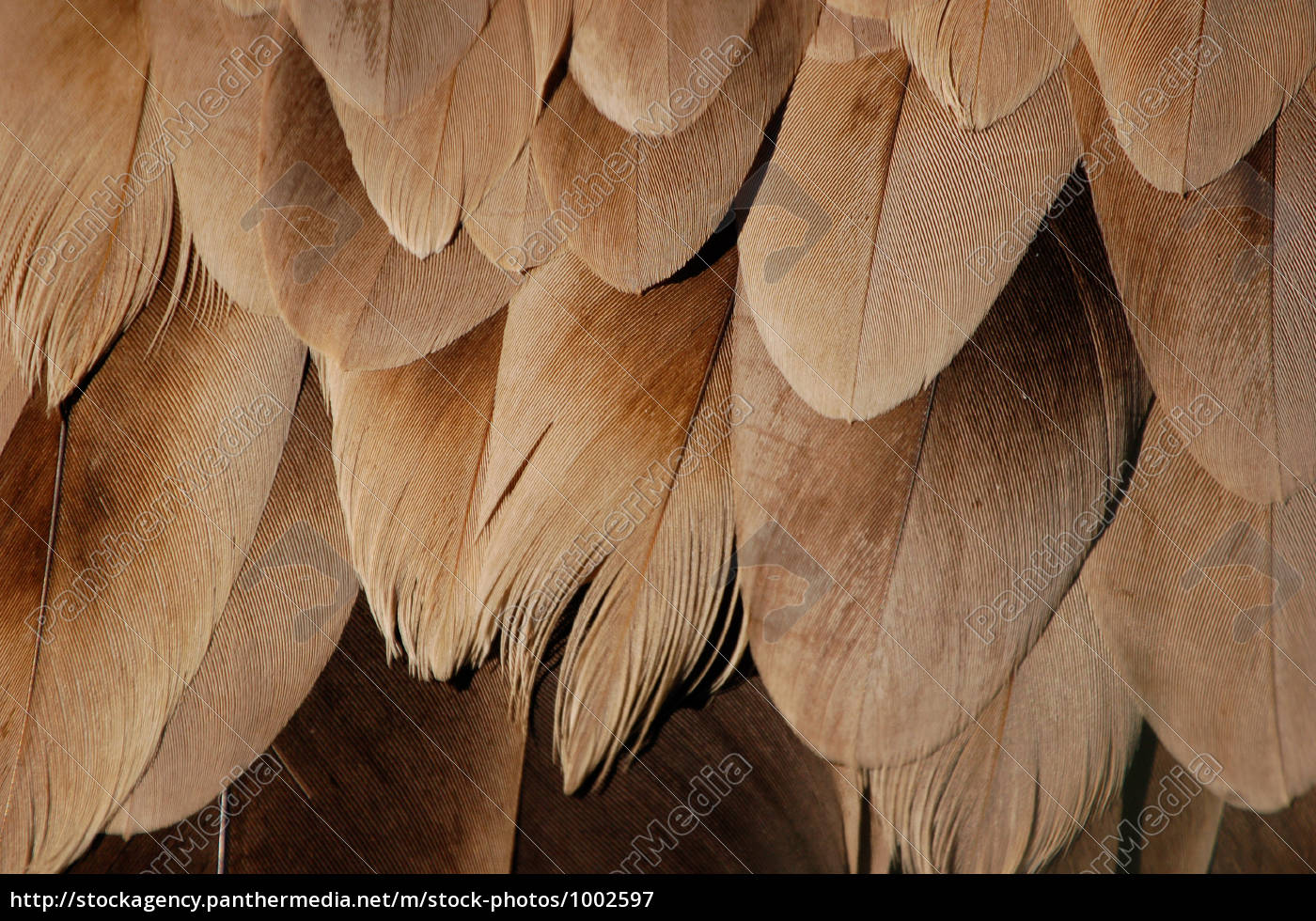 Brown Feathers As A Background Stock Photo, Picture and Royalty