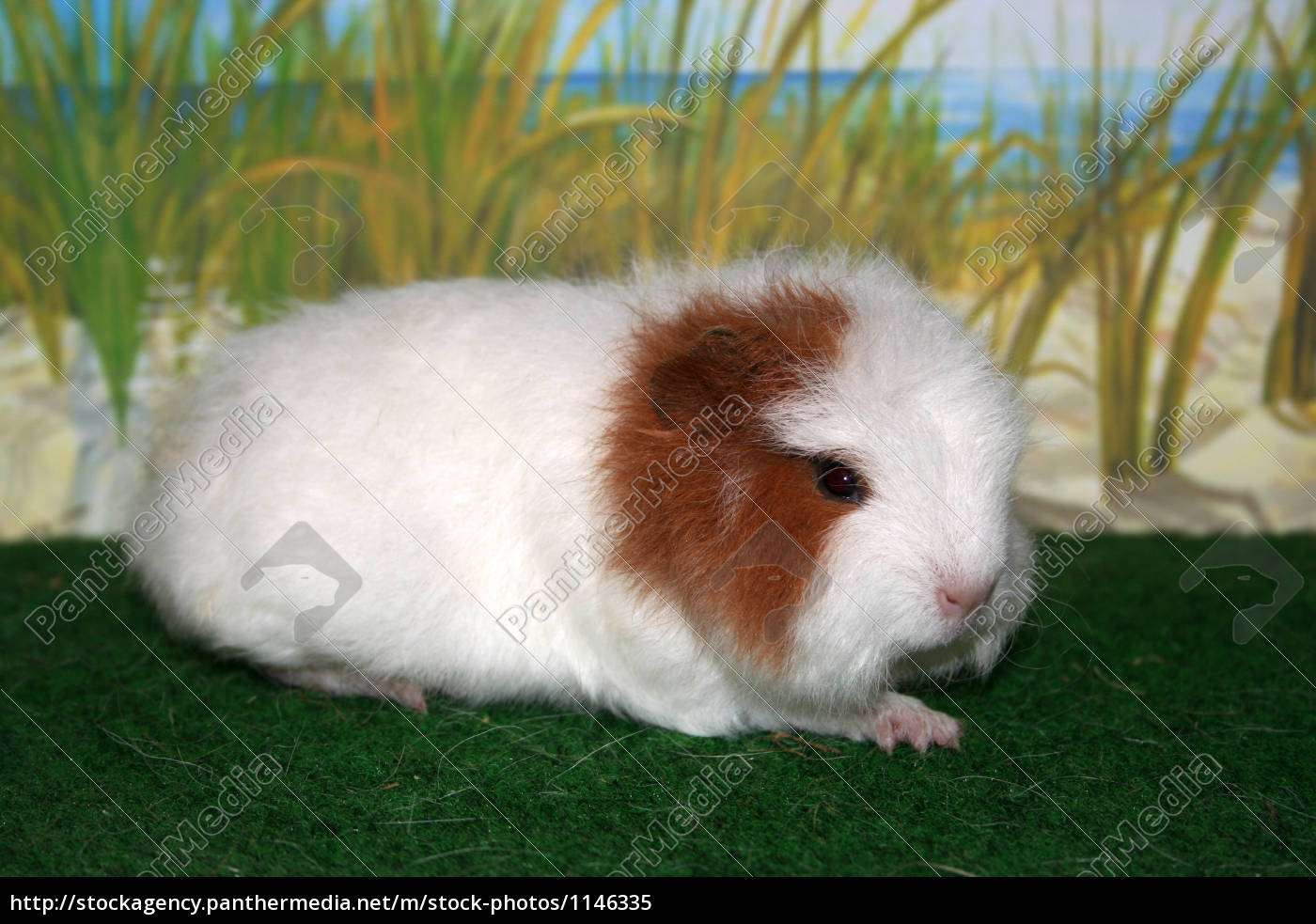 swiss teddy guinea pig