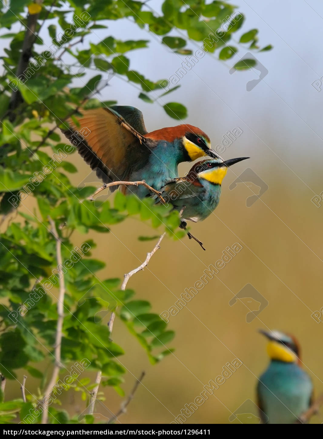 The Voyeur - Royalty free image #1296411 | PantherMedia Stock Agency