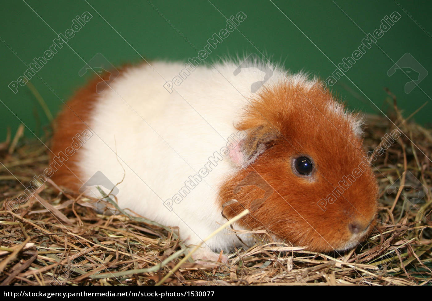 us teddy guinea pig