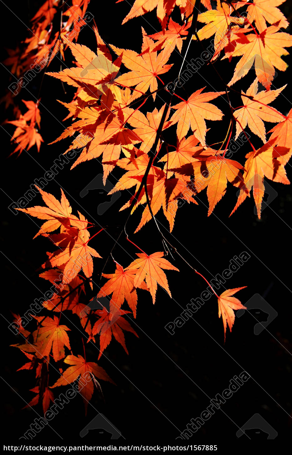 japanese maple - Stock Photo #1567885 | PantherMedia Stock Agency