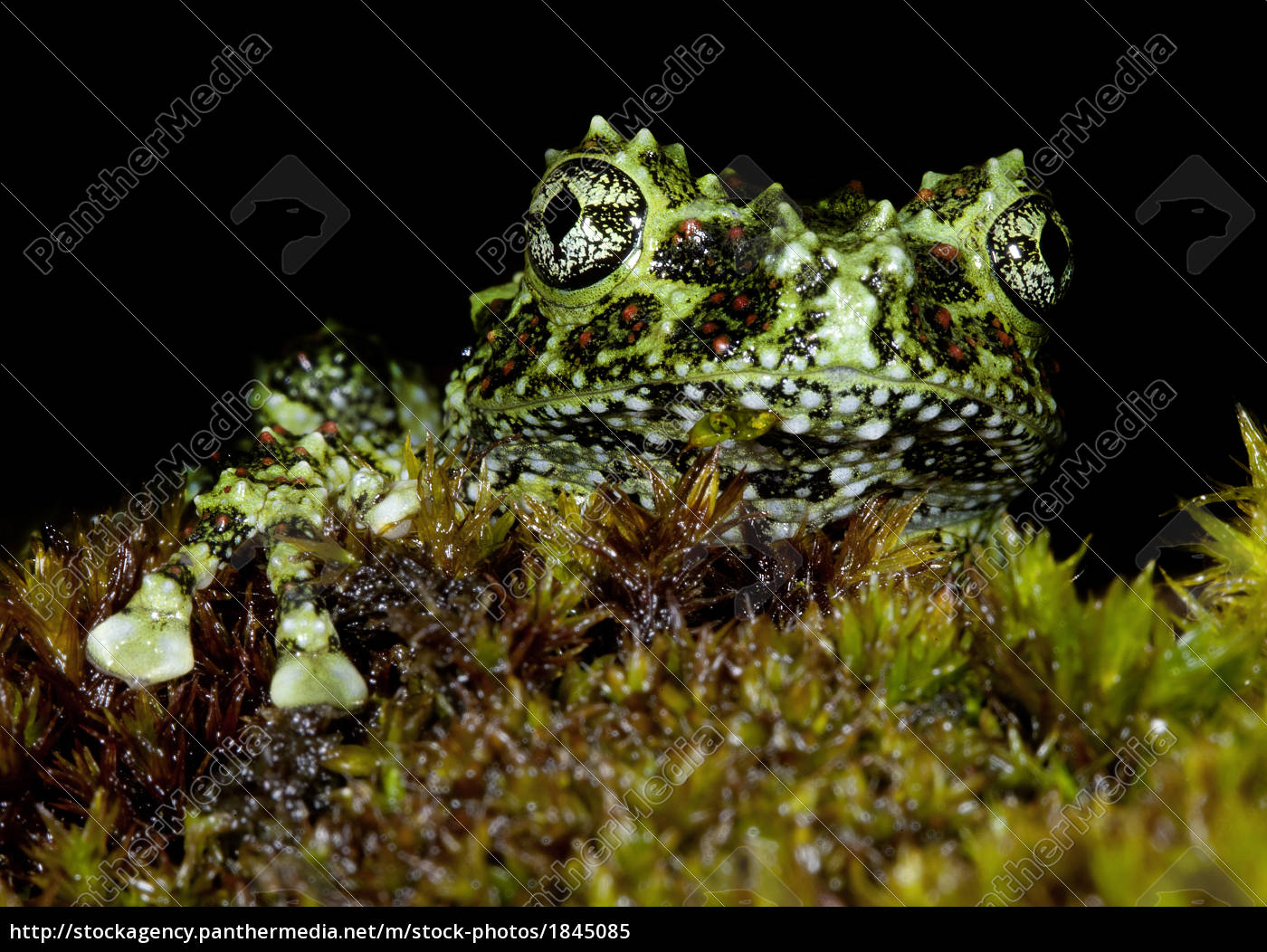 Frog Moss Medium