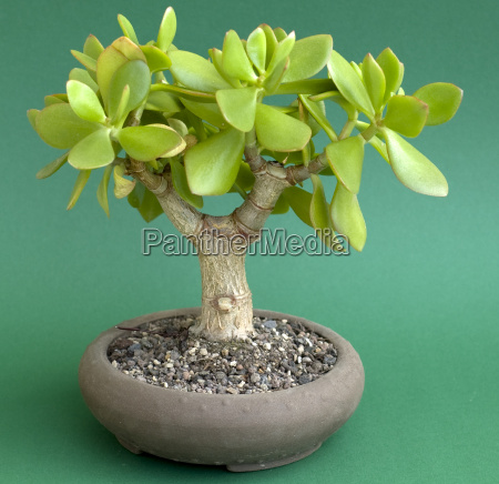 money tree crassula ovata as bonsai - Royalty free image #1858431 ...