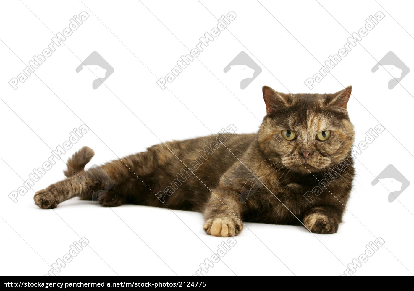 British Shorthair Tortie Cat Stock Photo 2124775