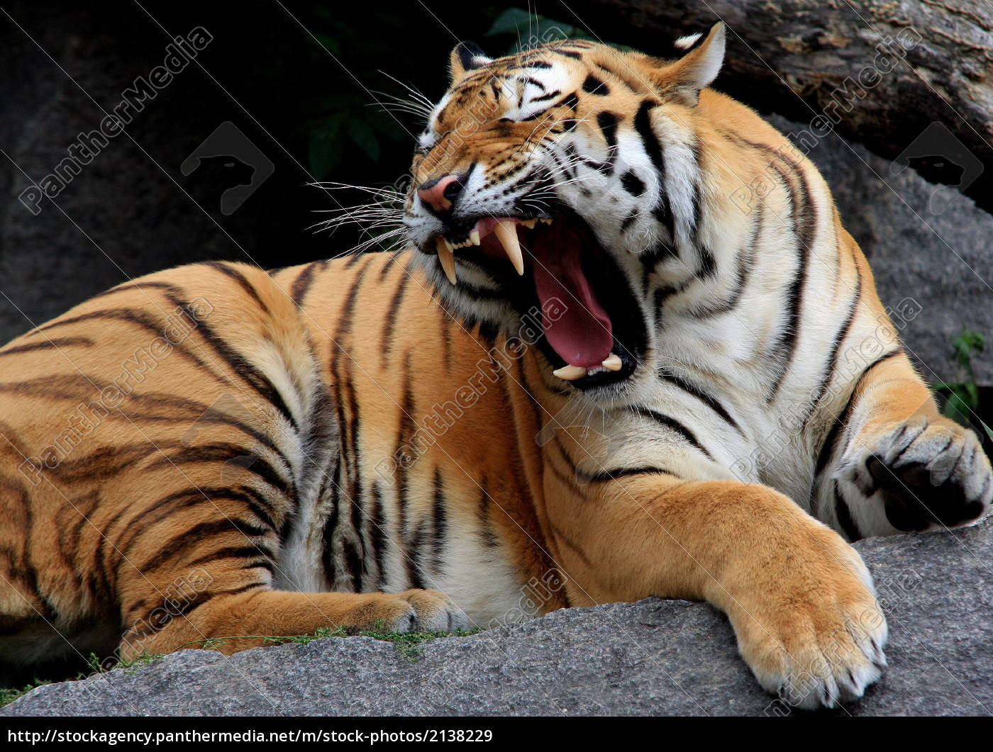 Roaring Tiger Royalty Free Image Panthermedia Stock Agency