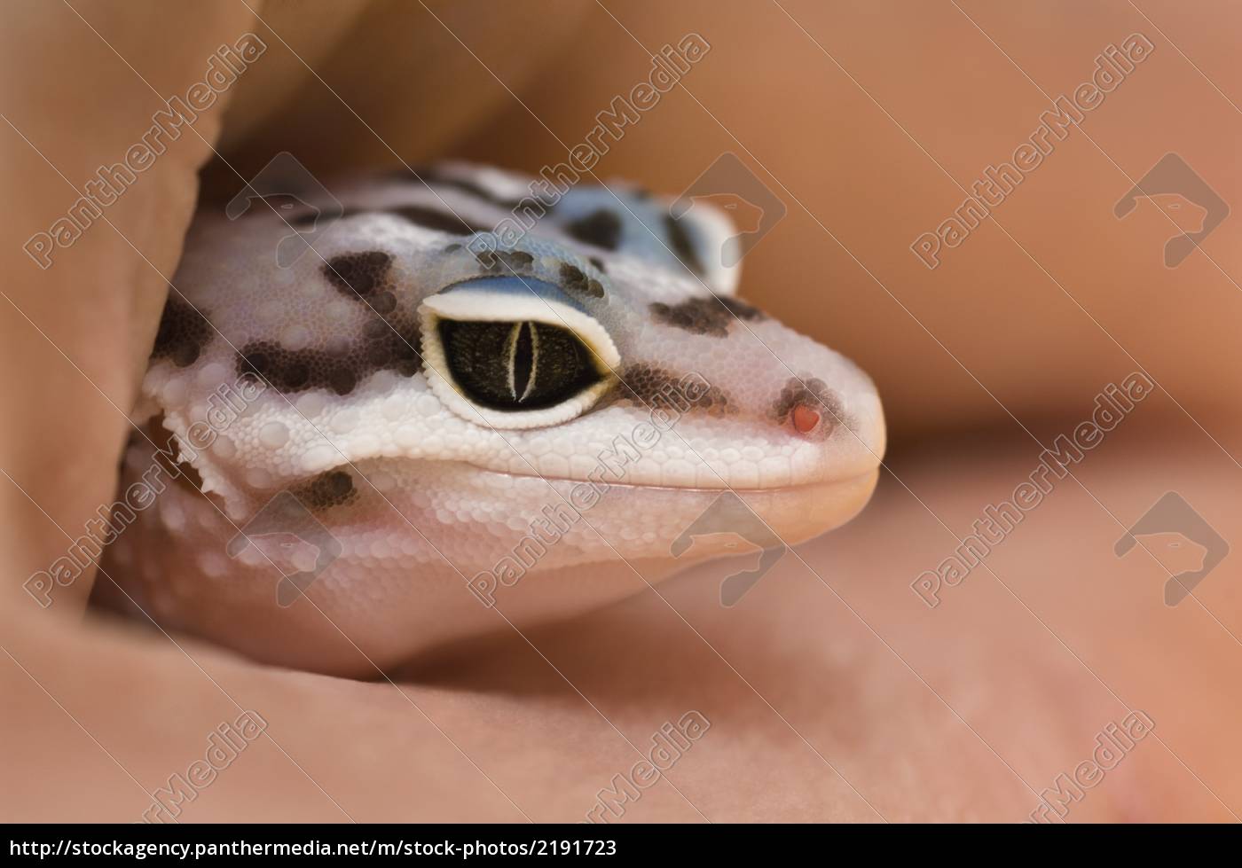 Baby Leopard Gecko Stock Photo Panthermedia Stock Agency