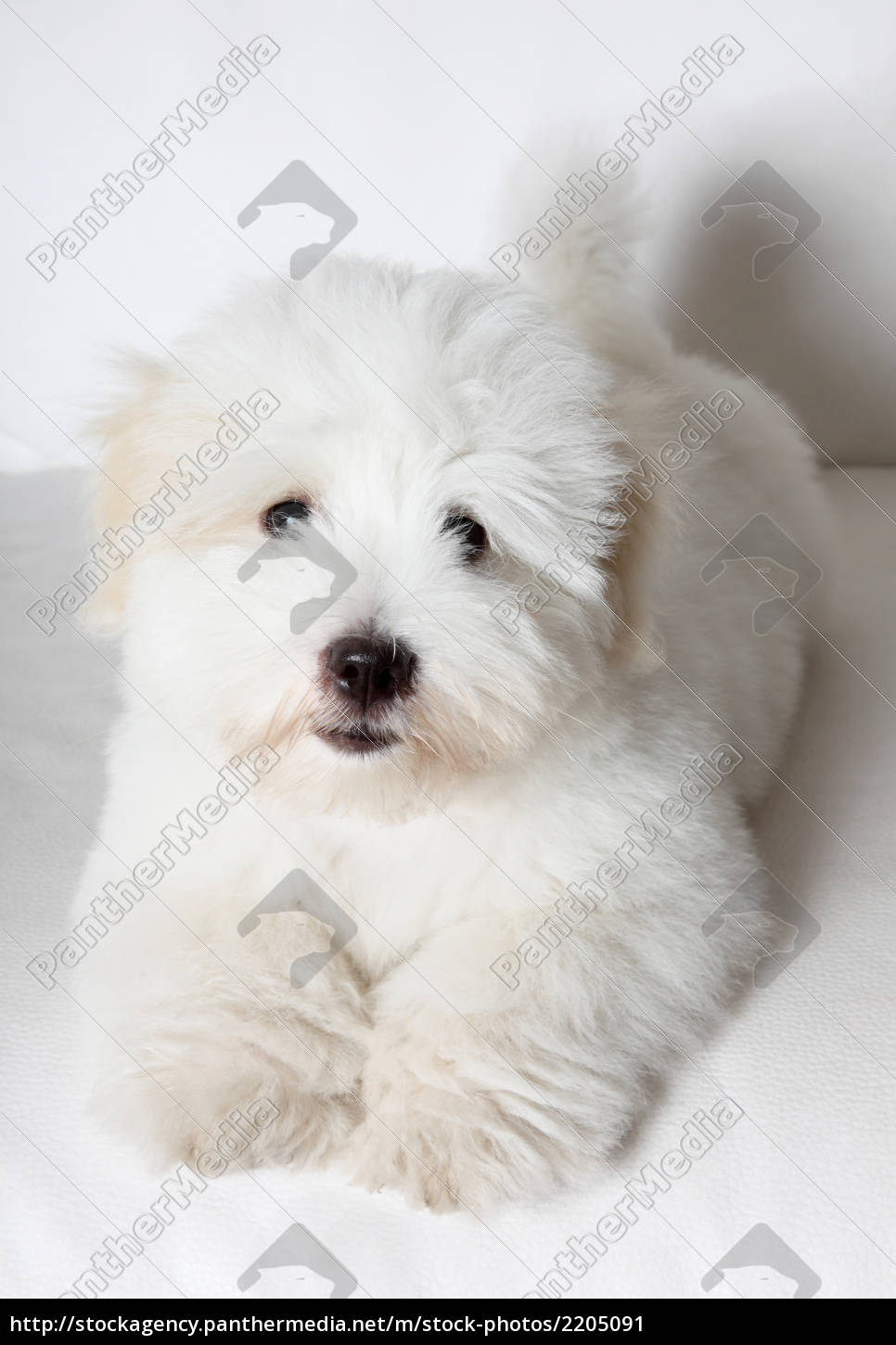 Pure Coton De Tulear Puppy Stock Photo Panthermedia Stock Agency