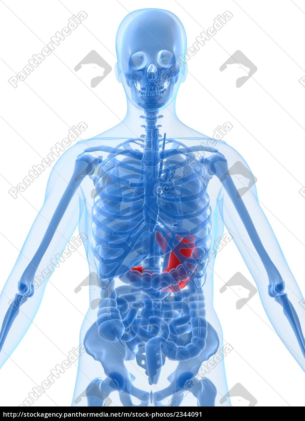 Human Anatomy With Highlighted Stomach Stock Photo 2344091 Panthermedia Stock Agency