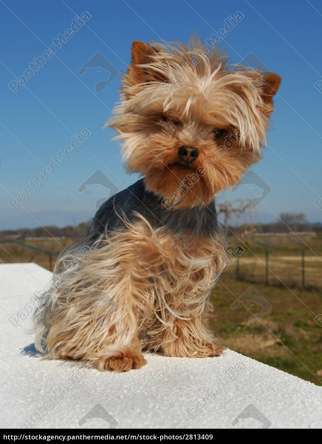 cute yorkshire terrier