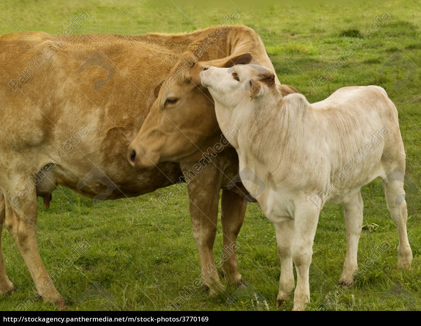 Spring Time Animals Mother Love Charolais Cow Royalty Free Image 3770169 Panthermedia Stock Agency