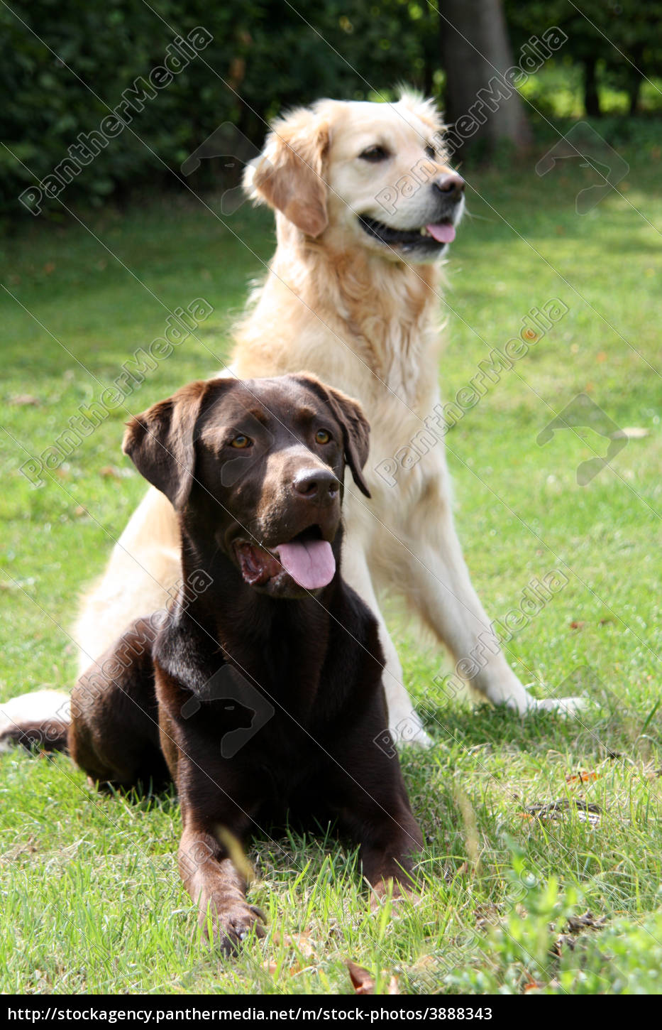 Labrador And Golden Retriever Stock Photo 343 Panthermedia Stock Agency