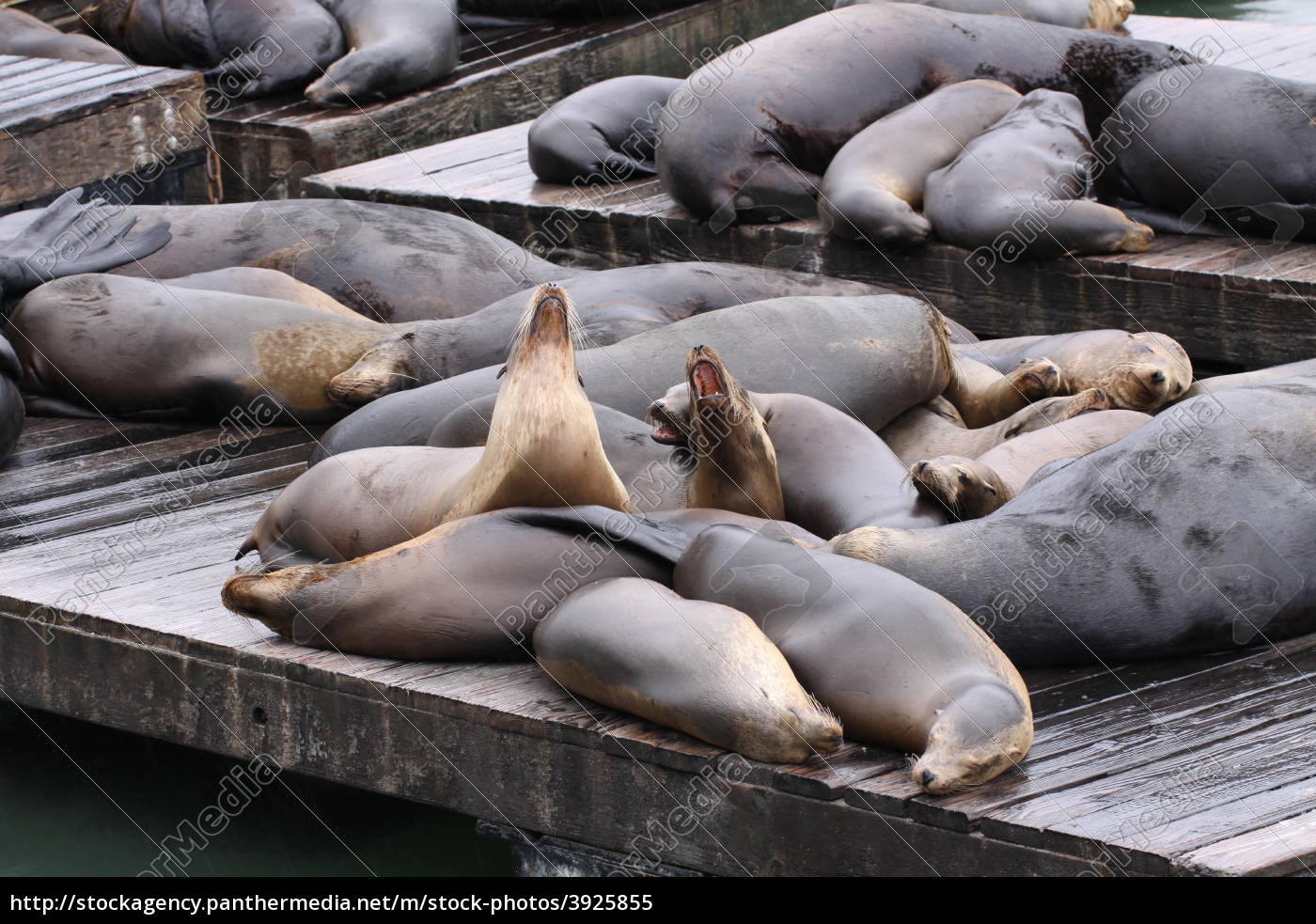 Sea lions at Pier 39 in San Francisco, Stock image