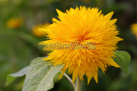 stuffed sunflower helianthus annuus sunflower - Stock Photo #4160831 |  PantherMedia Stock Agency