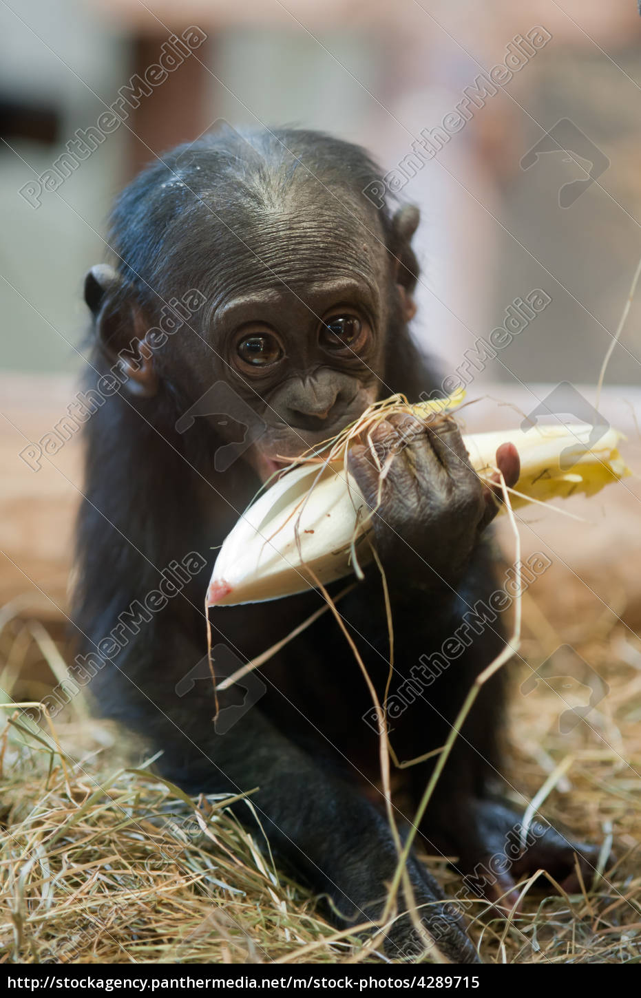 Cute Baby Bonobo Monkey Royalty Free Image Panthermedia Stock Agency