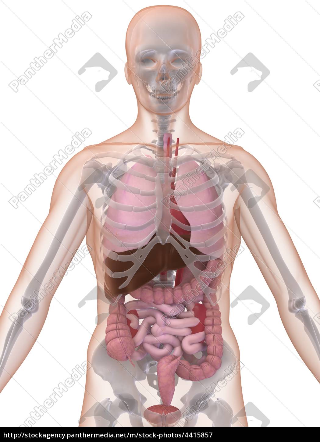 Human Anatomy Stock Photo Panthermedia Stock Agency