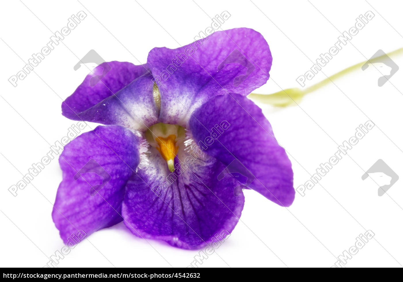Of violets pictures free Violet Stock
