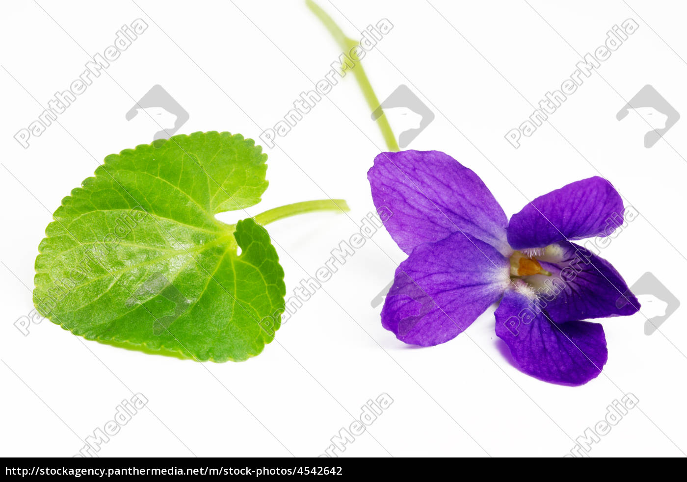 Free pictures of violets