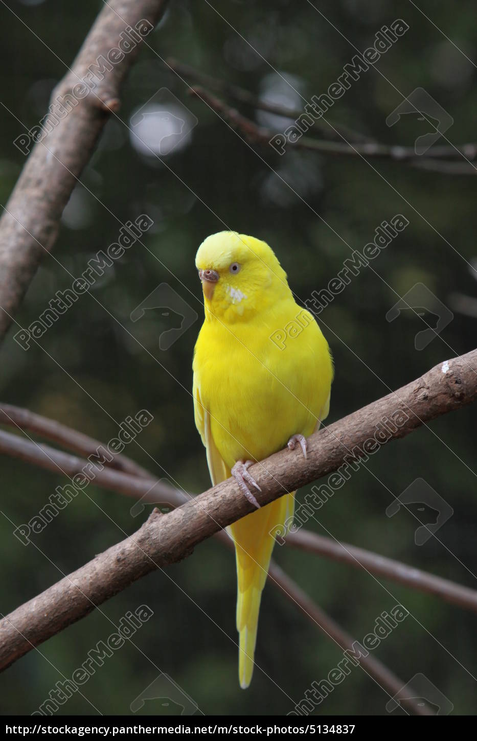 Download Yellow Budgerigar Stock Photo 5134837 Panthermedia Stock Agency