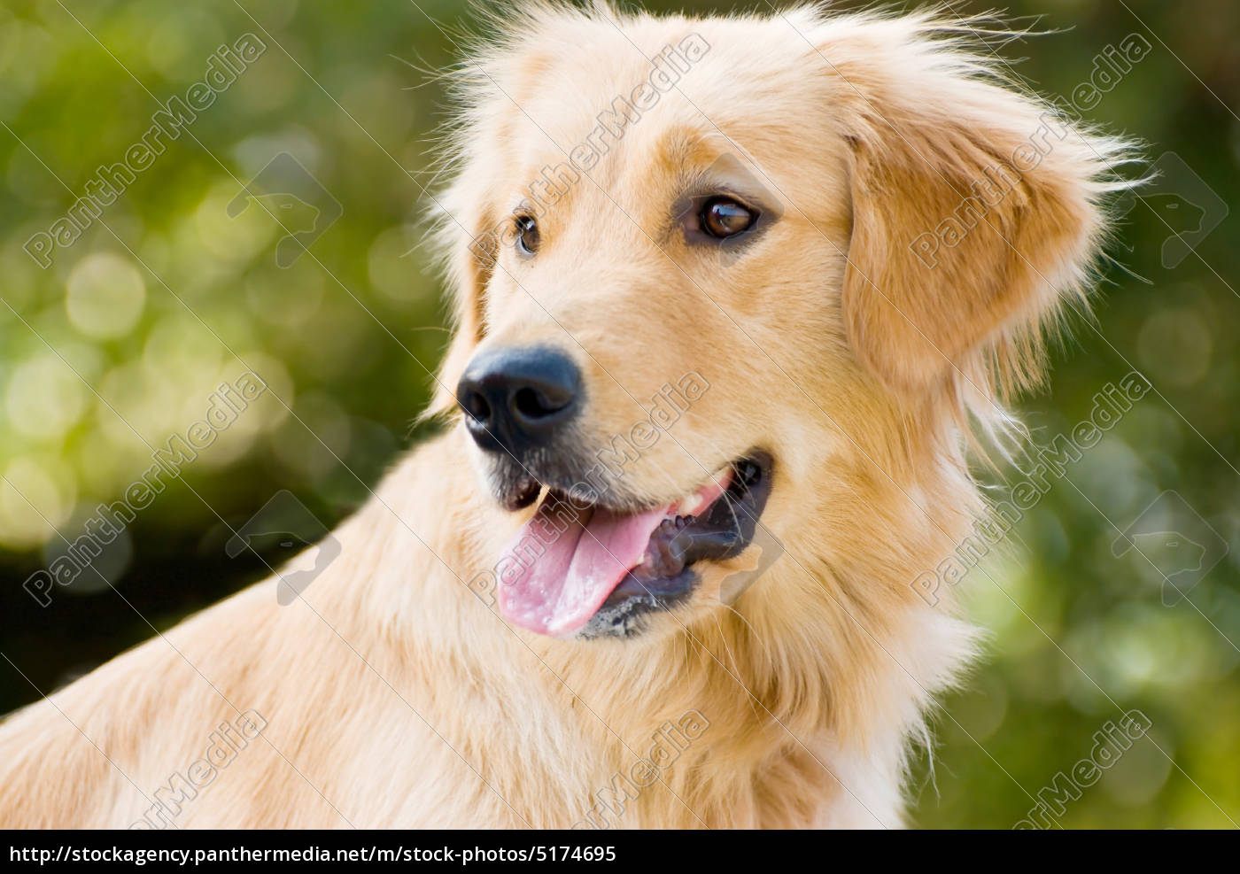 Golden Retriever Stick Its Tongue Out Stock Photo Panthermedia Stock Agency