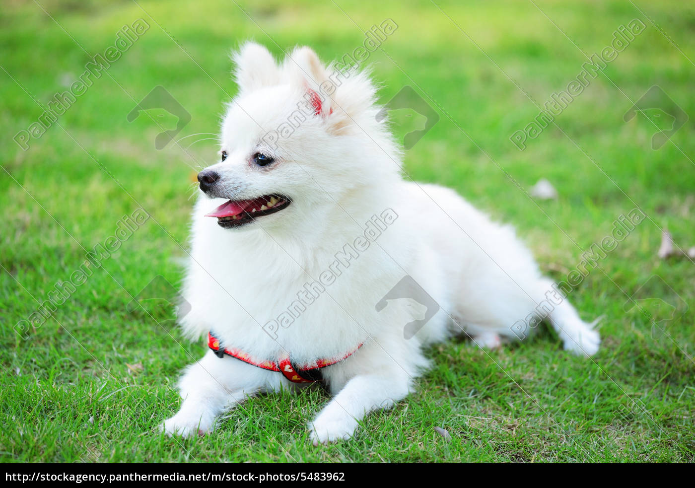 Adorable Pomeranian Dog Images