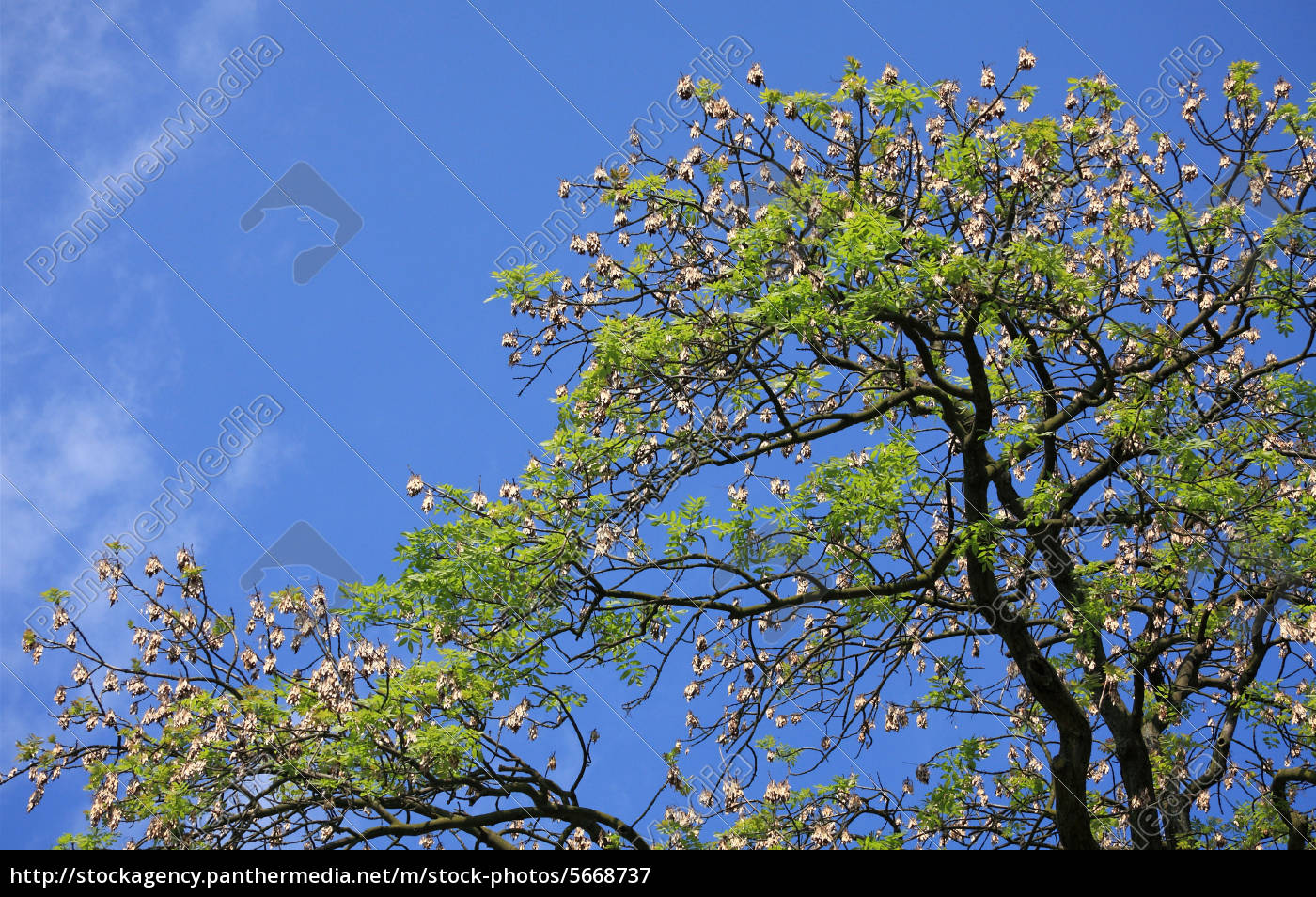 Acacia Tree With Seeds Royalty Free Image Panthermedia Stock Agency