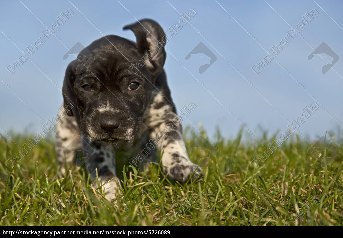 Puppy German Shorthaired Playing Stock Photo 5726089