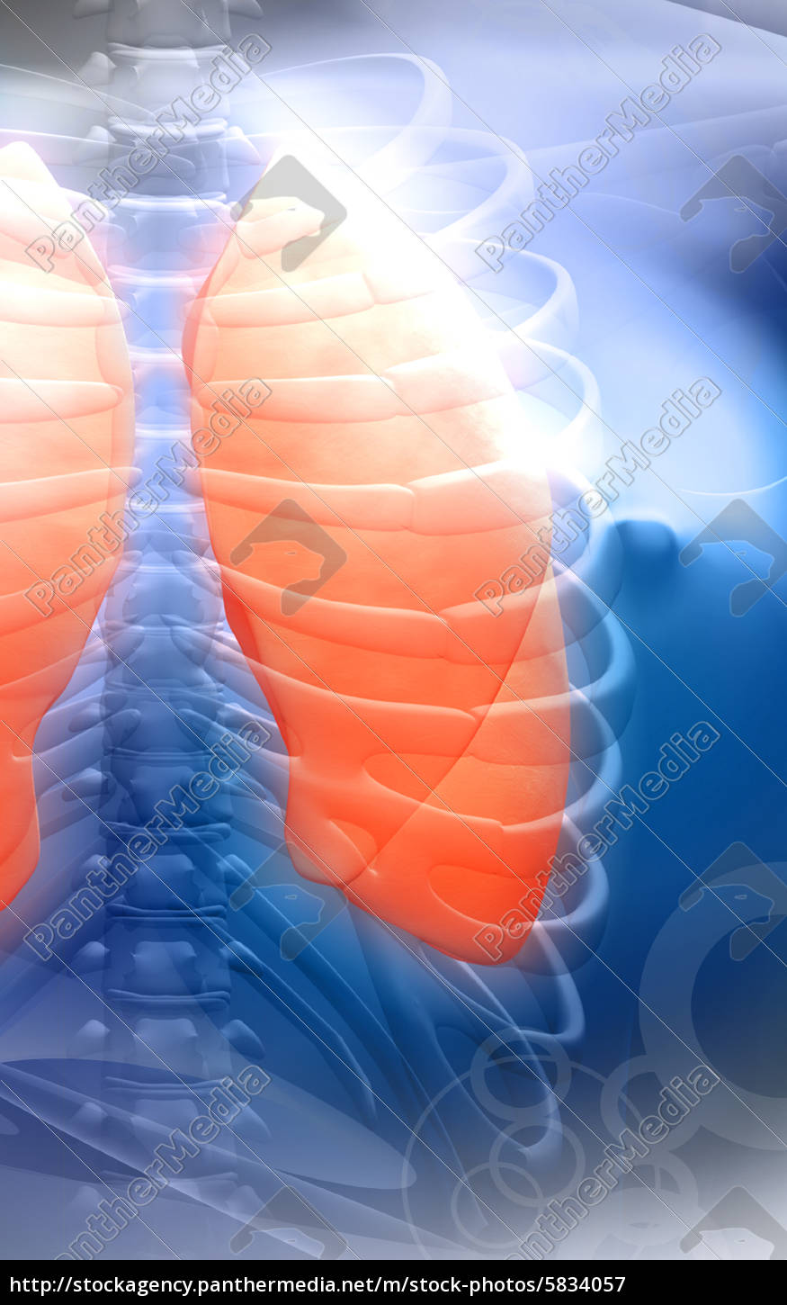 Human body and lungs - Stock Photo - #5834057 - PantherMedia Stock Agency