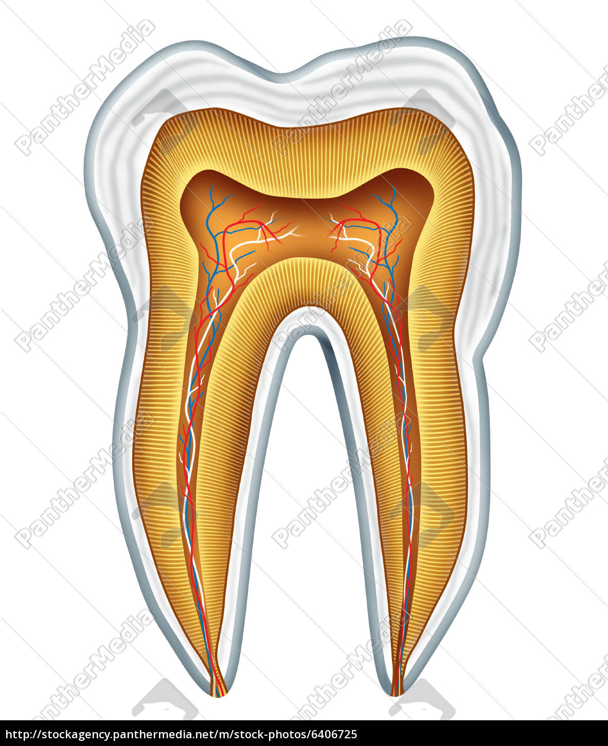 free　Stock　Tooth　medical　PantherMedia　Agency　anatomy　image　Royalty　#6406725