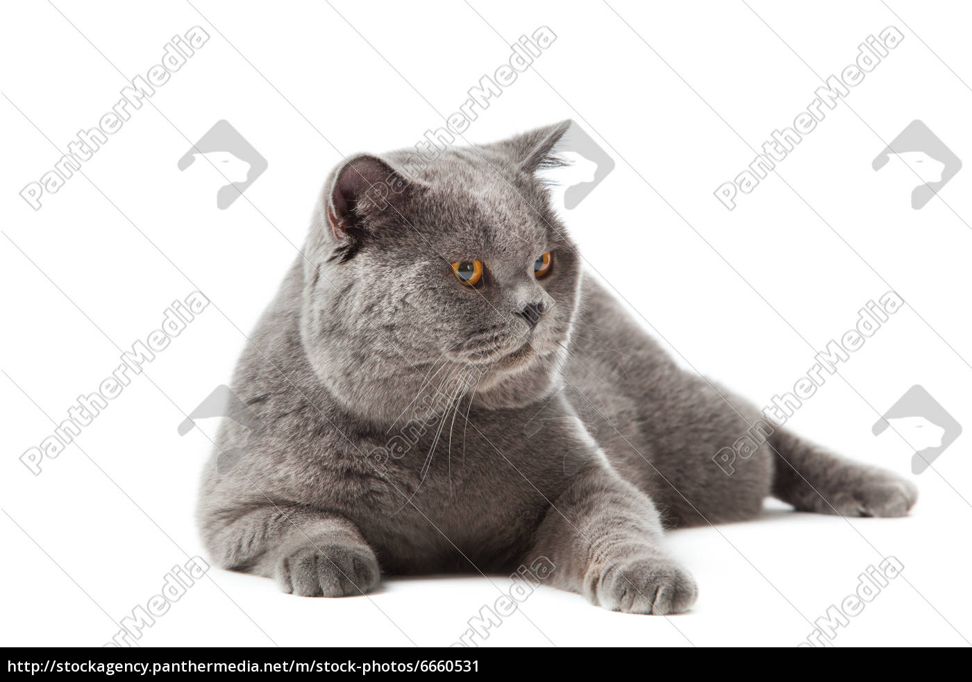 British Shorthair Cat On A White Background British Royalty