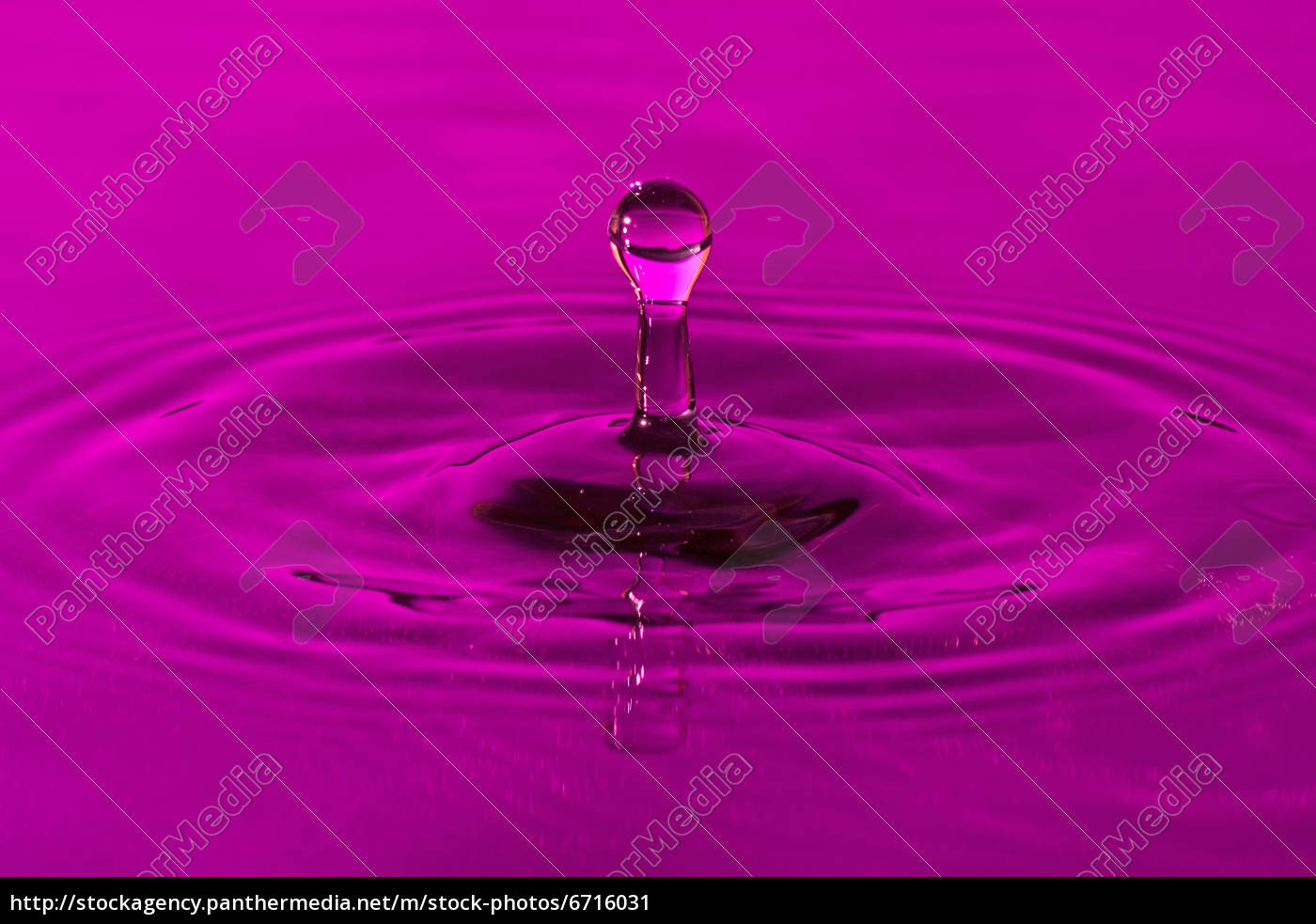 Purple Water Splash Royalty Free Image 6716031 Panthermedia Stock Agency