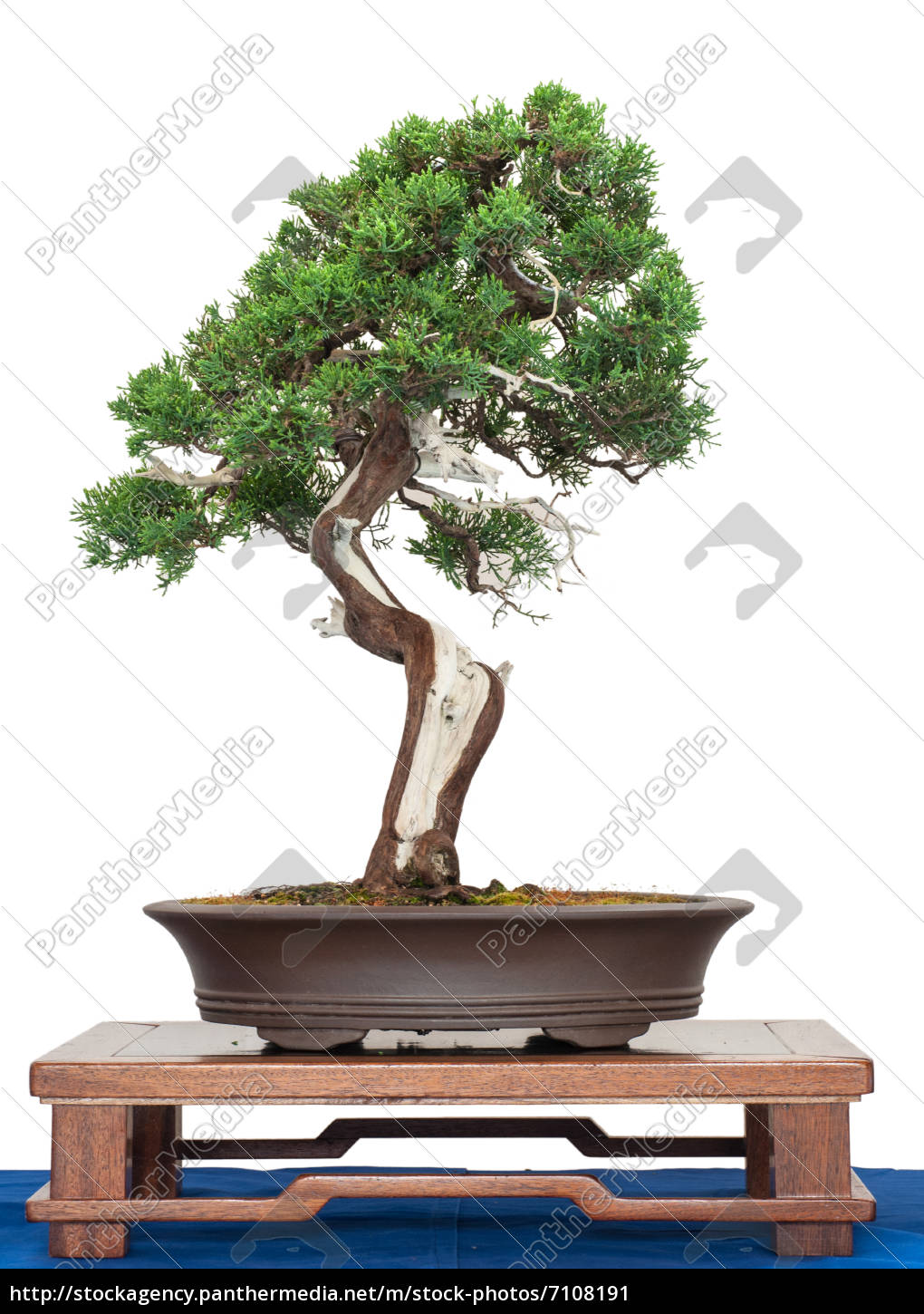 Chinese Juniper As Bonsai Tree Royalty Free Image 7108191 Panthermedia Stock Agency