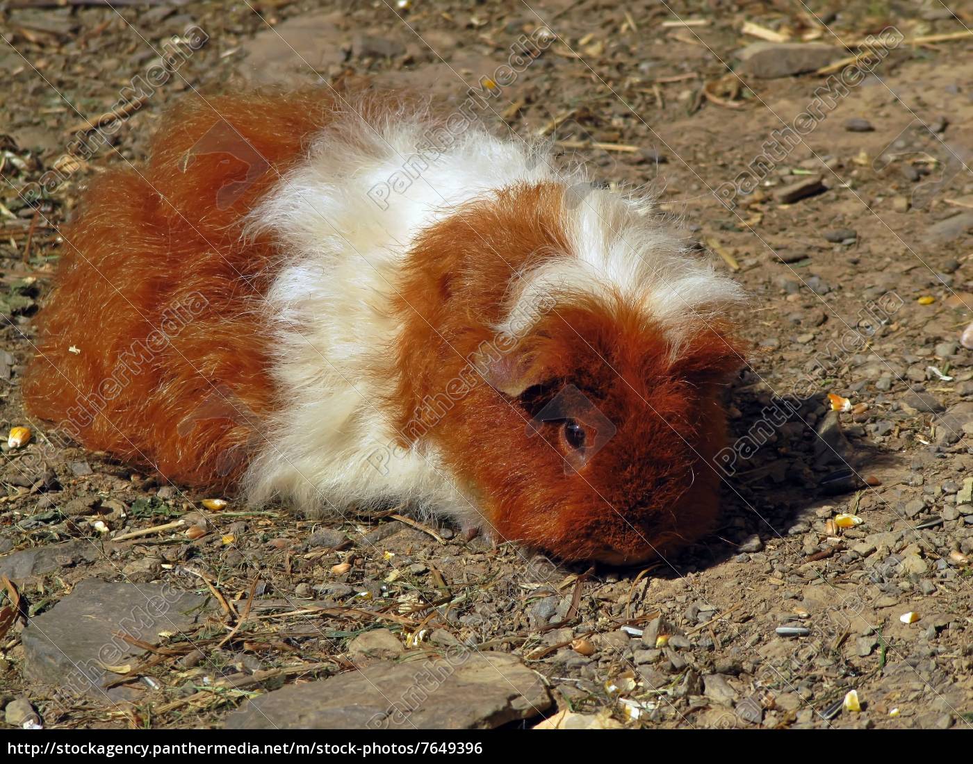 Guinea Pigs Royalty Free Photo 7649396 Panthermedia Stock