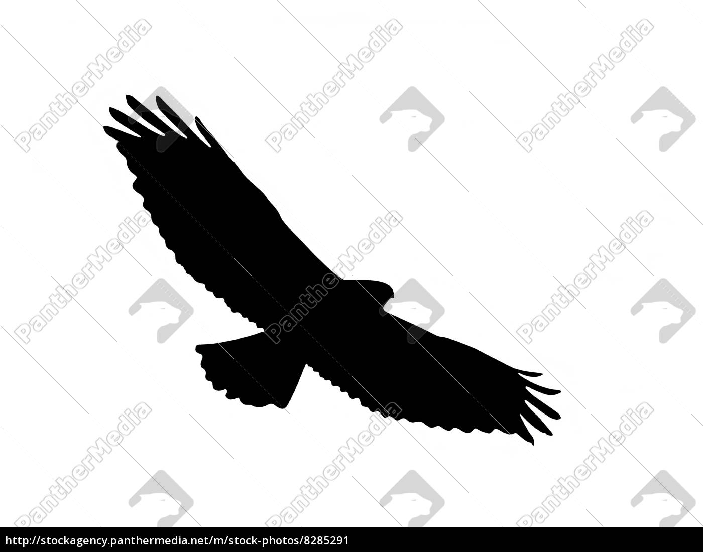 Raptor Silhouette Stock Photo Panthermedia Stock Agency