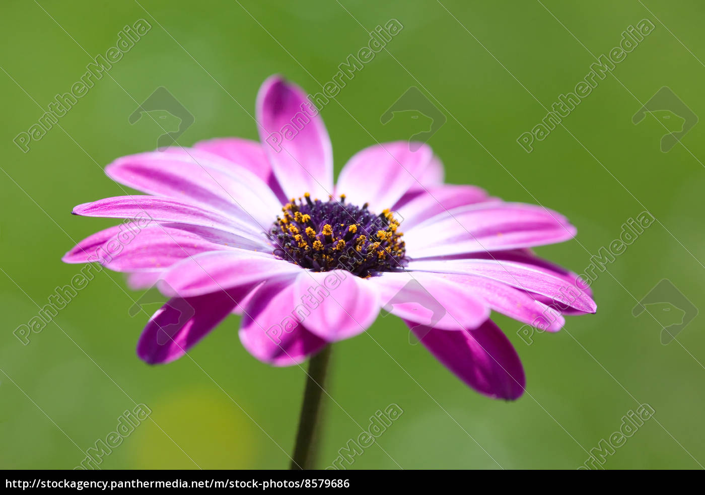Purple Osteospermum African Daisy Stock Image 8579686 Panthermedia Stock Agency