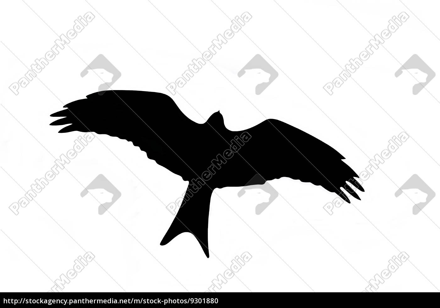 Raptor Silhouette Royalty Free Photo Panthermedia Stock Agency