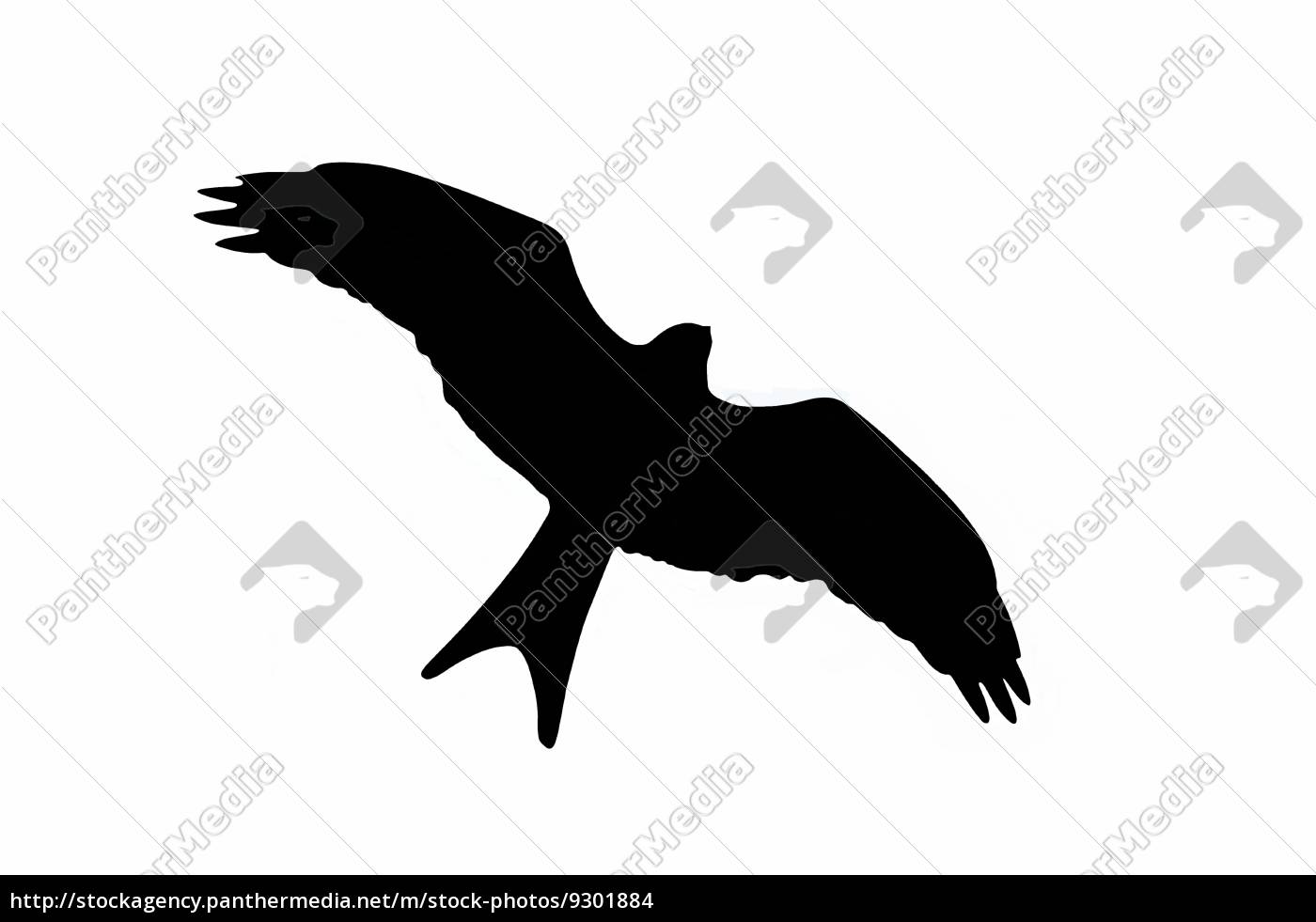 Raptor Silhouette Royalty Free Photo Panthermedia Stock Agency