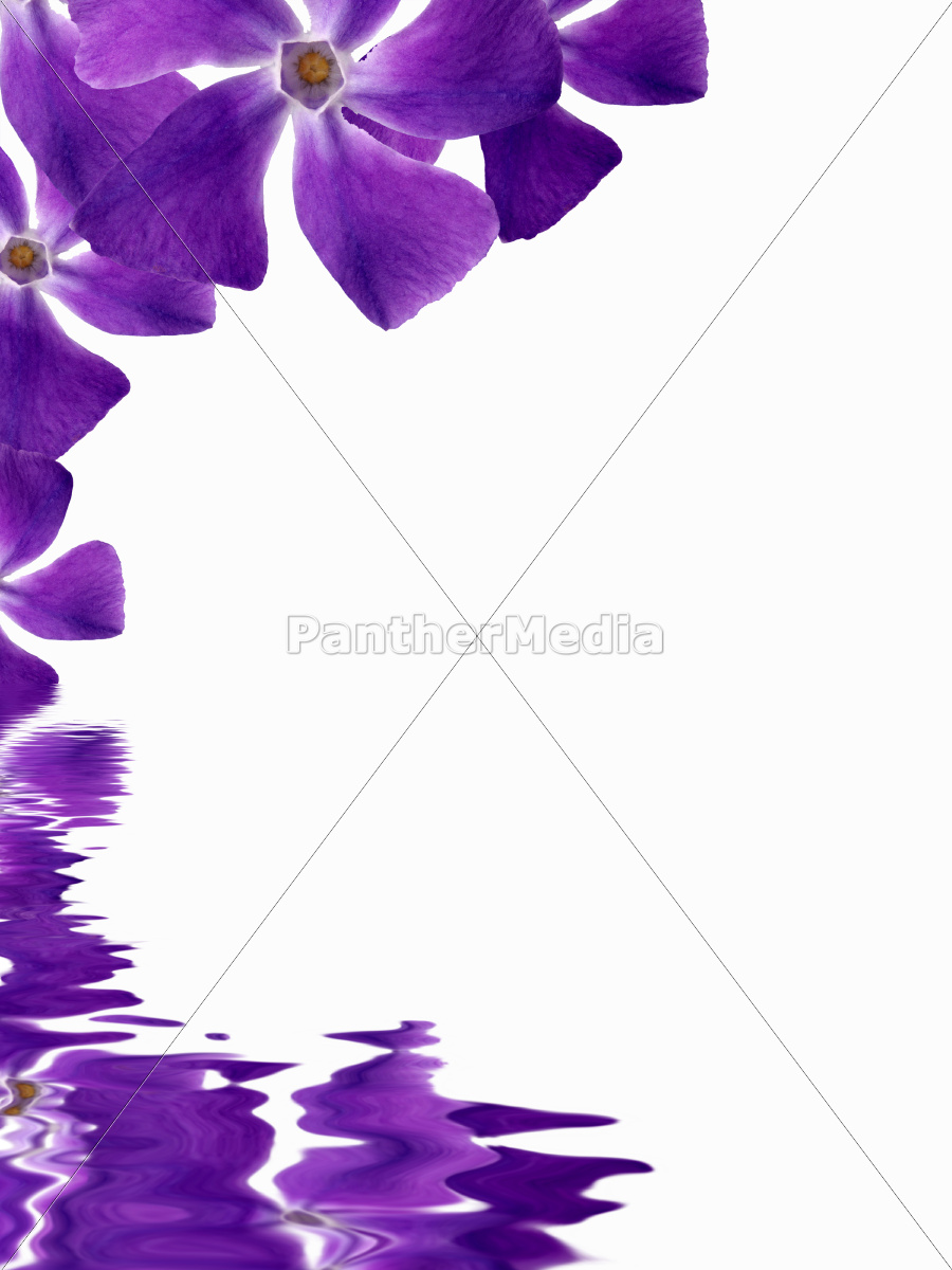 Flowers Background Reflecting In Water Stock Image Panthermedia Stock Agency