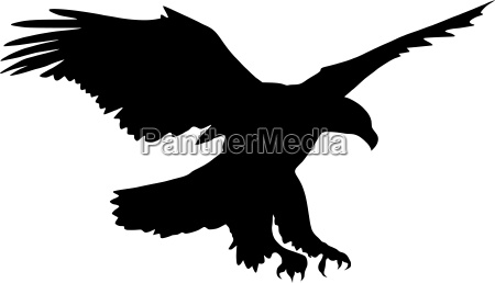 Eagle vector - Royalty free photo #9634168 | PantherMedia Stock Agency