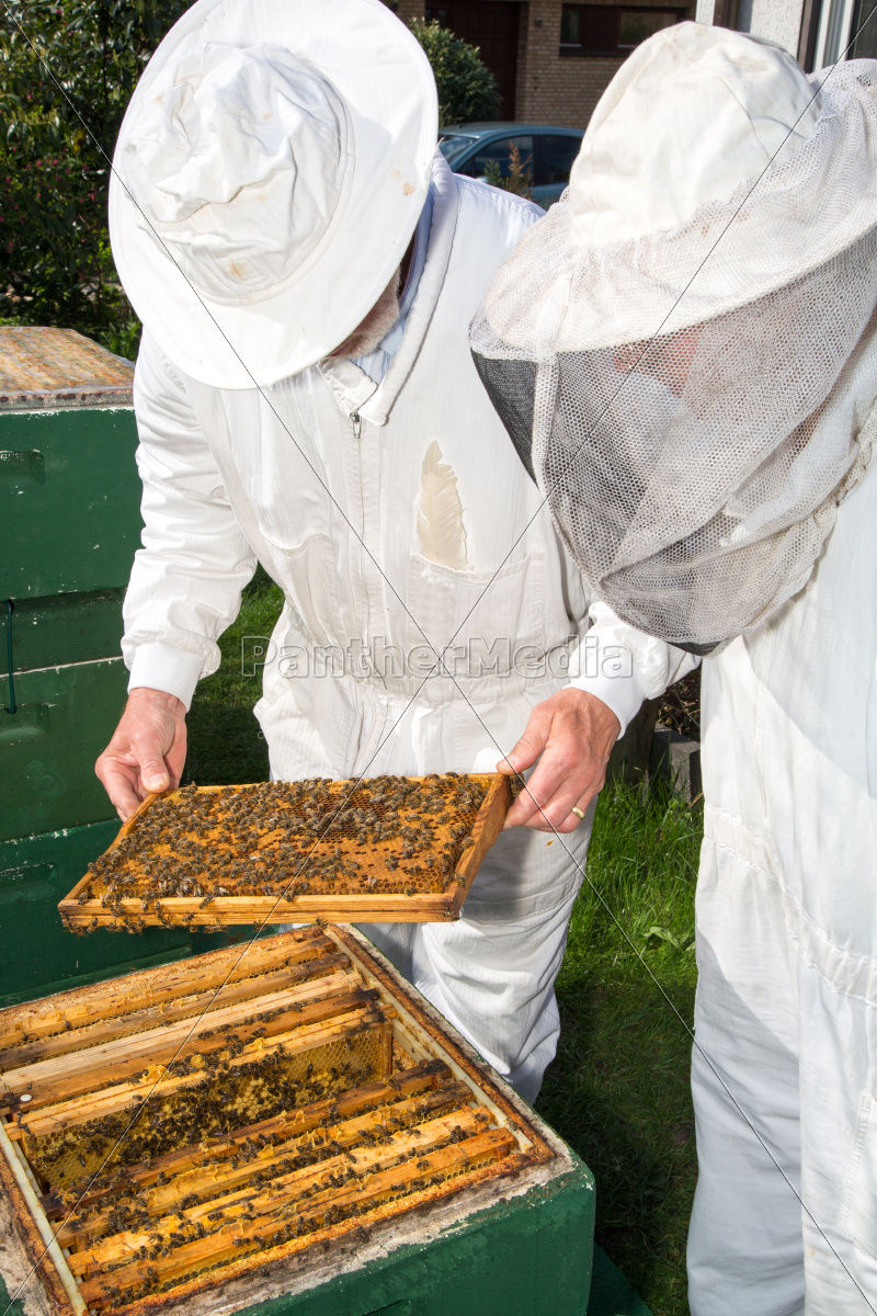 Two beekeepers maintaining bee hive - Royalty free photo - #9678908 |  PantherMedia Stock Agency