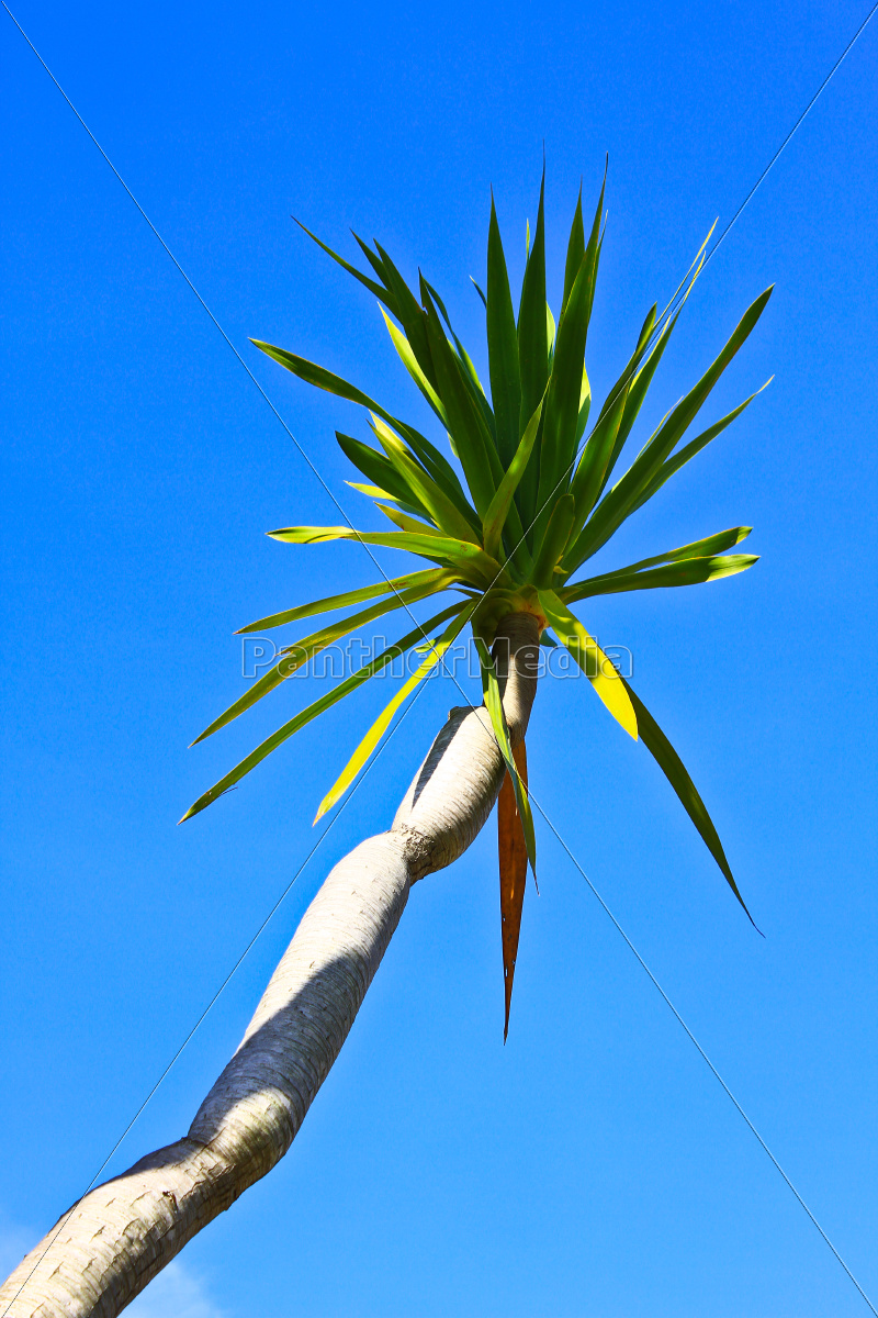 Dracaena tree - Stock Photo - #10338443 | PantherMedia Stock Agency