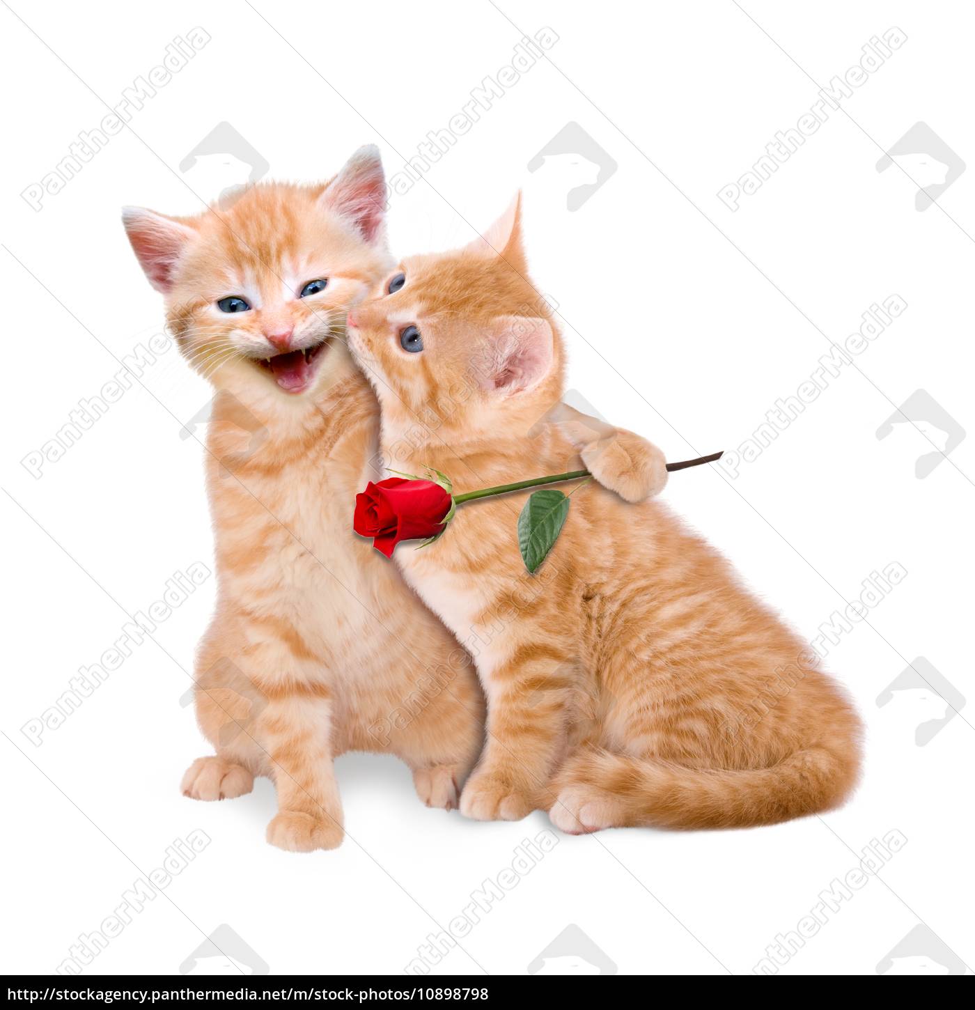 two cats in love with red rose - Stock 