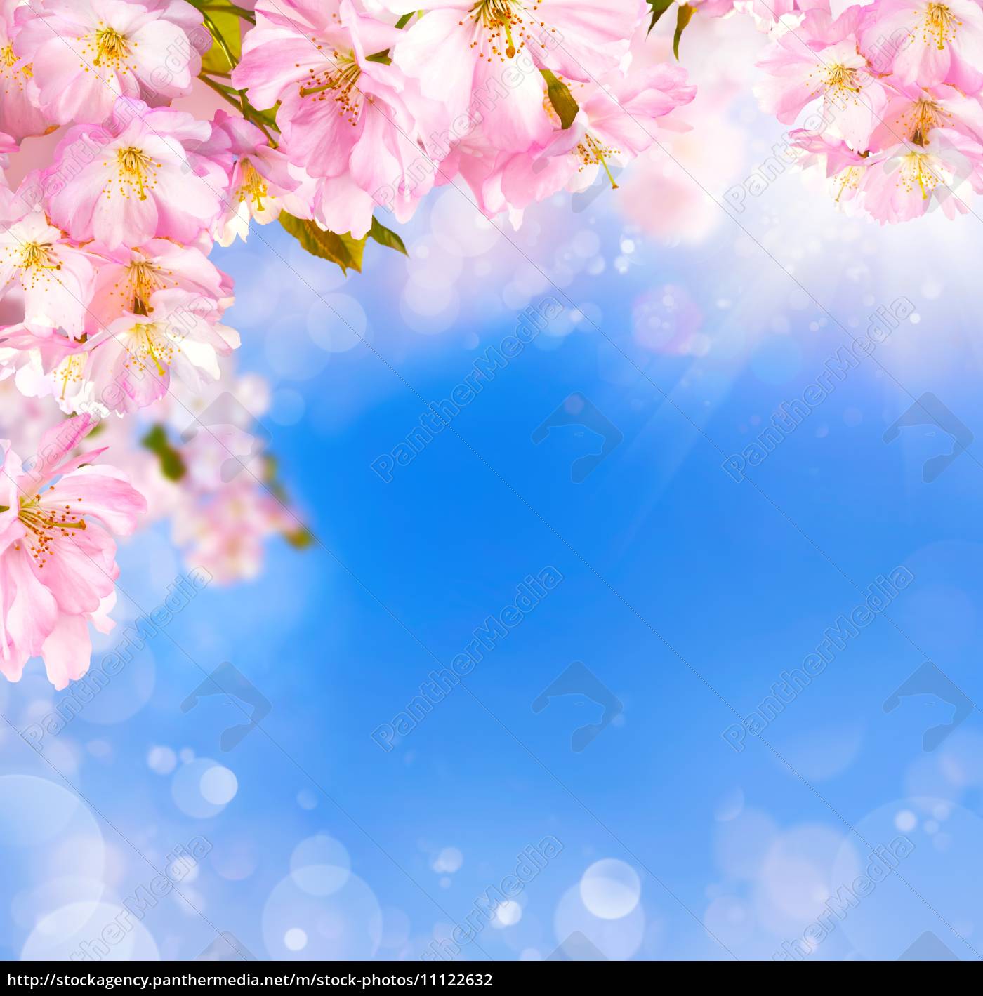 Cherry Blossoms Background With Light Effects Royalty Free Photo