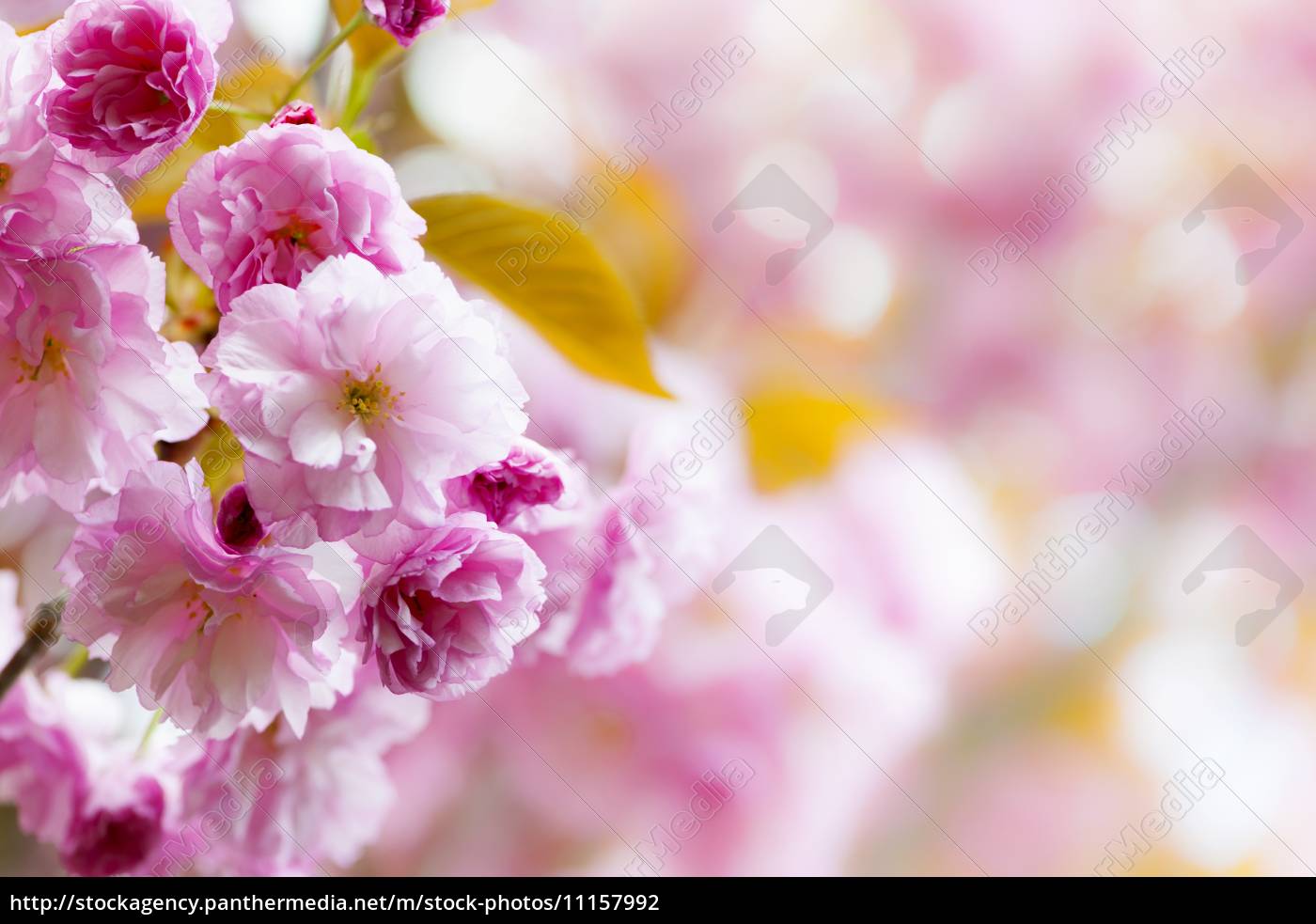 Pink Cherry Blossoms Background Royalty Free Photo Panthermedia Stock Agency