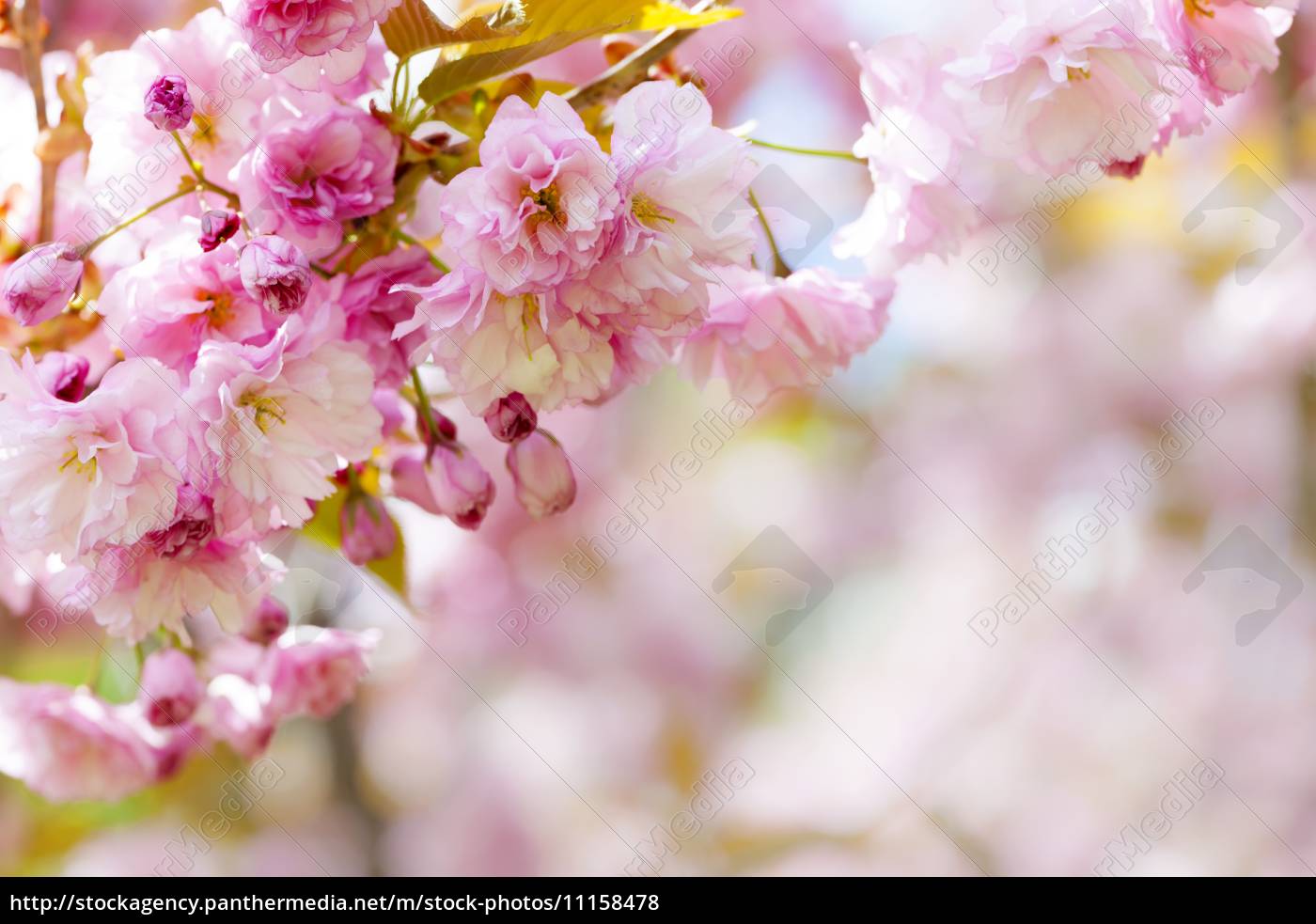 Pink Cherry Blossoms Background Stock Image 11158478