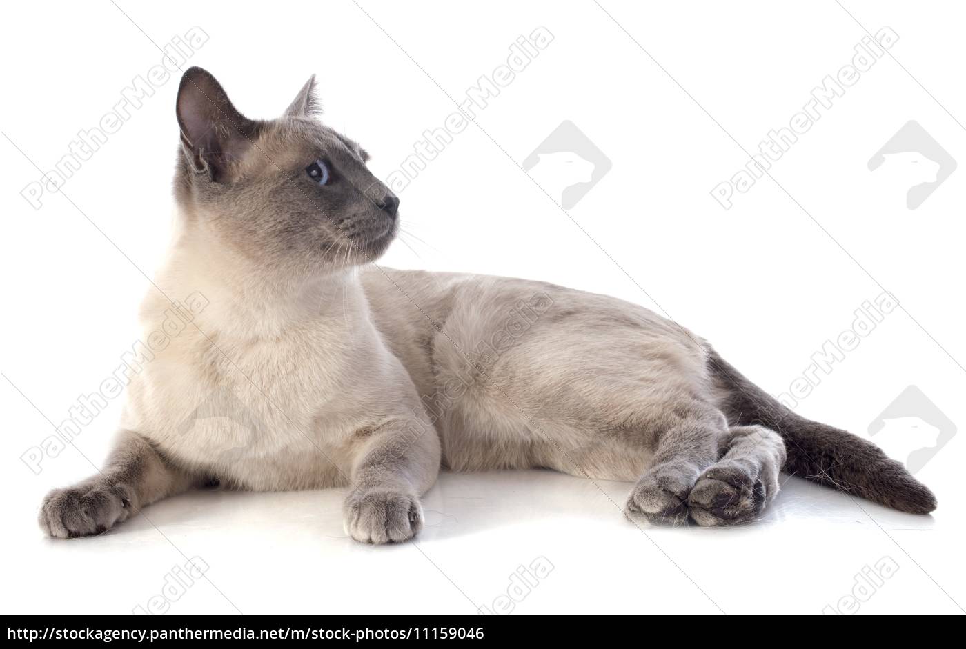 Siamese Cat Royalty Free Image 11159046 Panthermedia Stock Agency