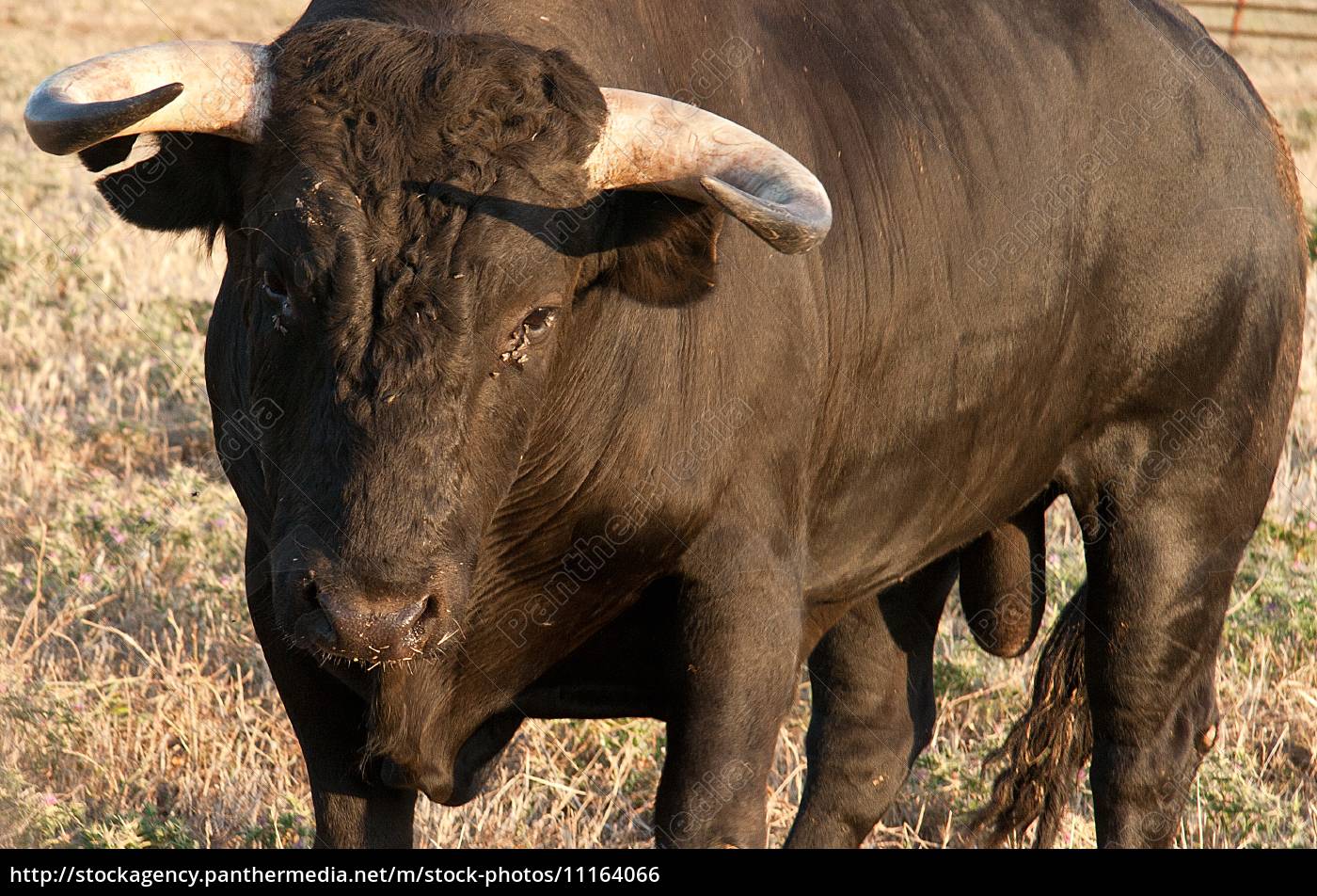 Fighting Bull Starting To Charge Stock Image Panthermedia Stock Agency