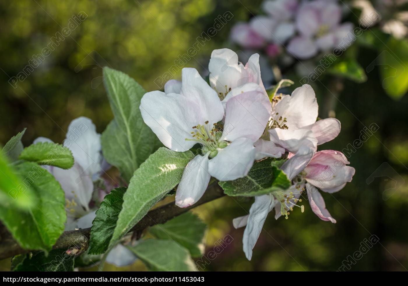 Apple Blossoms Royalty Free Image Panthermedia Stock Agency